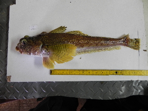  ( - UNMDP T 968.2)  @11 [ ] Unspecified (default): All Rights Reserved  Unspecified Unspecified