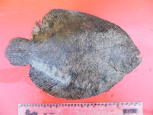  ( - UNMDP-T 2485)  @11 [ ] Unspecified (default): All Rights Reserved  Unspecified Unspecified