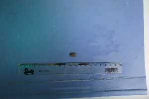  ( - UNMDP-T 2842)  @11 [ ] Unspecified (default): All Rights Reserved  Unspecified Unspecified