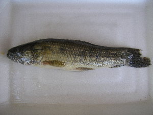  ( - UNMDP T 3322)  @11 [ ] Unspecified (default): All Rights Reserved  Unspecified Unspecified