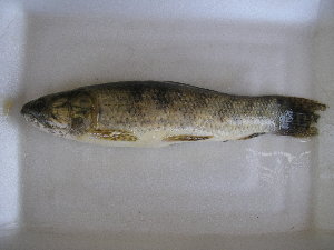  ( - UNMDP T 3328)  @11 [ ] Unspecified (default): All Rights Reserved  Unspecified Unspecified