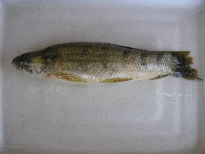  ( - UNMDP T 3329)  @11 [ ] Unspecified (default): All Rights Reserved  Unspecified Unspecified