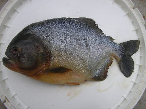  ( - UNMDP-T 3383)  @11 [ ] Unspecified (default): All Rights Reserved  Unspecified Unspecified