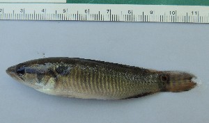  (Crenicichla sp. 2 - UNMDP-T 3707)  @11 [ ] Unspecified (default): All Rights Reserved  Unspecified Unspecified