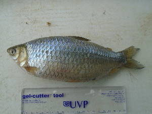  ( - UNMDP-T4968)  @11 [ ] Unspecified (default): All Rights Reserved  Unspecified Unspecified