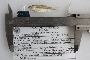  (Notropis amecae - 4636)  @13 [ ] CreativeCommons - Attribution Non-Commercial Share-Alike (2011) Omar Dominguez-Dominguez Universidad Michoacana de San Nicolas de Hidalgo