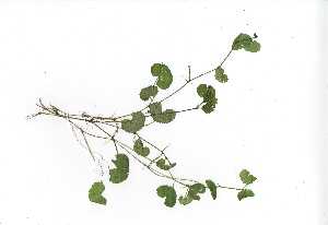  (Hydrocotyle leucocephala - RO_074)  @11 [ ] Copyright (2016) Ryan. D. Orton African Centre for DNA Barcoding