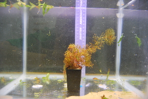  (Myriophyllum tuberculatum - RO_090)  @11 [ ] Copyright (2016) Ryan. D. Orton African Centre for DNA Barcoding