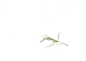  ( - RO_109)  @11 [ ] Copyright (2016) Ryan. D. Orton African Centre for DNA Barcoding