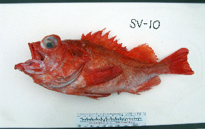  ( - SV-10)  @12 [ ] No Rights Reserved  Unspecified Unspecified