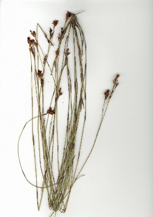  (Mastersiella purpurea - CM.705.9)  @11 [ ] CreativeCommons - Attribution (2012) Unspecified Unspecified