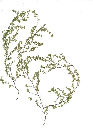  (Cliffortia gracilis - CM.710.25)  @11 [ ] Unspecified (default): All Rights Reserved  Unspecified Unspecified