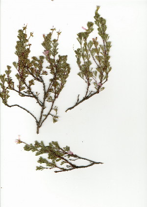  (Pelargonium ternatum - EFG.706.18)  @11 [ ] CreativeCommons - Attribution (2012) Unspecified Unspecified