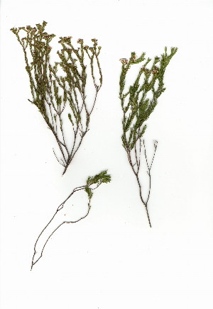  (Diosma hirsuta - EFG.708.11)  @11 [ ] CreativeCommons - Attribution (2012) Unspecified Unspecified