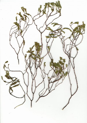  (Diosma oppositifolia - HKM.620.19)  @11 [ ] CreativeCommons - Attribution (2012) Unspecified Unspecified