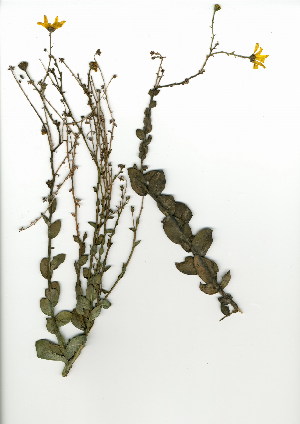  (Osteospermum rotundifolium - TEM.622.24)  @11 [ ] CreativeCommons - Attribution (2012) Unspecified Unspecified