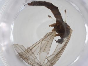  ( - CBG-A18974-B04)  @11 [ ] CreativeCommons - Attribution Share - Alike (2023) Centre for Biodiversity Genomics Centre for Biodiversity Genomics