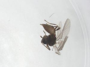  (Monoctonus cerasi - CBG-A20244-A02)  @11 [ ] CreativeCommons - Attribution Share - Alike (2023) Centre for Biodiversity Genomics Centre for Biodiversity Genomics