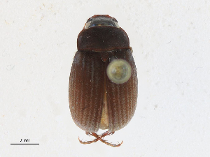  ( - CBG-A21661-A02)  @11 [ ] CreativeCommons - Attribution Share-Alike (2023) CBG Photography Group Centre for Biodiversity Genomics