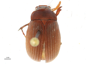  ( - CBG-A21663-D10)  @11 [ ] CreativeCommons - Attribution Share-Alike (2023) CBG Photography Group Centre for Biodiversity Genomics