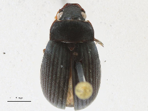  ( - CBG-A21663-D11)  @11 [ ] CreativeCommons - Attribution Share-Alike (2023) CBG Photography Group Centre for Biodiversity Genomics