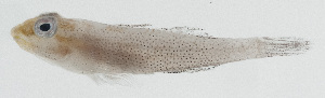  (Pleurosicya fringilla - GAM-291)  @11 [ ] CreativeCommons  Attribution Non-Commercial (by-nc) (2010) Unspecified Smithsonian Institution National Museum of Natural History