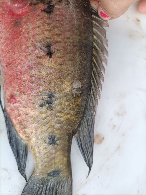  ( - Red_Tilapia_KAL_1_27072024)  @11 [ ] copyright © (2024) Kim Peris-Fons Consejo Superior de Investigaciones Científicas (CSIC)