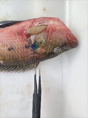  ( - Red_Tilapia_KAL_2_27072024)  @11 [ ] copyright © (2024) Kim Peris-Fons Consejo Superior de Investigaciones Científicas (CSIC)