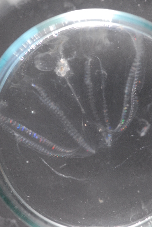  ( - HYPNO_388)  @11 [ ] CreativeCommons - Attribution Non-Commercial Share-Alike (2018) Aino Hosia University Museum of Bergen