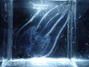  ( - MF18_36)  @11 [ ] Creative Commons  Attribution Non-Commercial Share-Alike (2018) Ellie Johansen NTNU University Museum, Department of Natural History