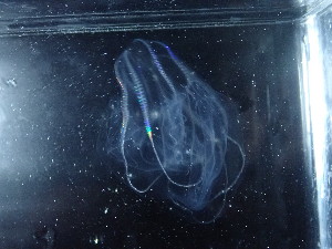  ( - MF18_37)  @11 [ ] Creative Commons  Attribution Non-Commercial Share-Alike (2018) Ellie Johansen NTNU University Museum, Department of Natural History