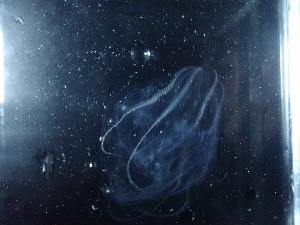  ( - MF18_37)  @11 [ ] Creative Commons  Attribution Non-Commercial Share-Alike (2018) Ellie Johansen NTNU University Museum, Department of Natural History