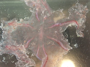  ( - GNY18_18)  @11 [ ] Creative Commons  Attribution Non-Commercial Share-Alike (2018) Ellie Johansen NTNU University Museum, Department of Natural History