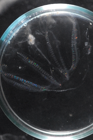  ( - GA_13)  @11 [ ] CreativeCommons - Attribution Non-Commercial Share-Alike (2018) Sanna Majaneva Tromso University Museum