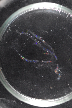  ( - GA_14)  @11 [ ] CreativeCommons - Attribution Non-Commercial Share-Alike (2018) Sanna Majaneva Tromso University Museum