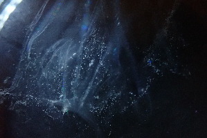  ( - GNT18_1)  @11 [ ] Creative Commons  Attribution Non-Commercial Share-Alike (2018) Ellie Johansen NTNU University Museum, Department of Natural History