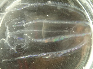  ( - GNT18_2)  @11 [ ] Creative Commons  Attribution Non-Commercial Share-Alike (2018) Ellie Johansen NTNU University Museum, Department of Natural History