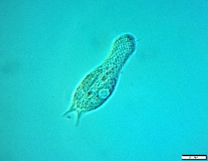  ( - AMU217.5)  @11 [ ] Copyright (2014) Malgorzata Kolicka Department of Animal Taxonomy and Ecology; Adam Mickiewicz University, Poznan