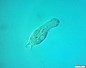  ( - AMU217.5)  @11 [ ] Copyright (2014) Malgorzata Kolicka Department of Animal Taxonomy and Ecology; Adam Mickiewicz University, Poznan