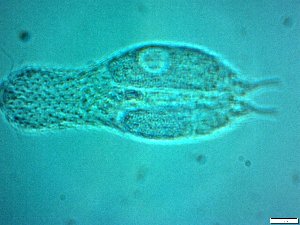  ( - AMU217.5)  @11 [ ] Copyright (2014) Malgorzata Kolicka Department of Animal Taxonomy and Ecology; Adam Mickiewicz University, Poznan