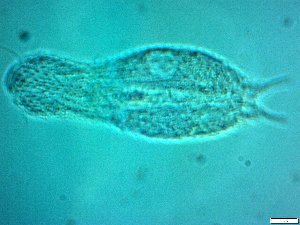  ( - AMU217.5)  @11 [ ] Copyright (2014) Malgorzata Kolicka Department of Animal Taxonomy and Ecology; Adam Mickiewicz University, Poznan