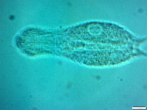  ( - AMU217.5)  @11 [ ] Copyright (2014) Malgorzata Kolicka Department of Animal Taxonomy and Ecology; Adam Mickiewicz University, Poznan
