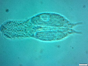  ( - AMU217.5)  @11 [ ] Copyright (2014) Malgorzata Kolicka Department of Animal Taxonomy and Ecology; Adam Mickiewicz University, Poznan