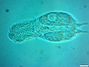  ( - AMU217.5)  @11 [ ] Copyright (2014) Malgorzata Kolicka Department of Animal Taxonomy and Ecology; Adam Mickiewicz University, Poznan