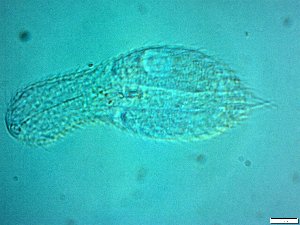  ( - AMU217.5)  @11 [ ] Copyright (2014) Malgorzata Kolicka Department of Animal Taxonomy and Ecology; Adam Mickiewicz University, Poznan