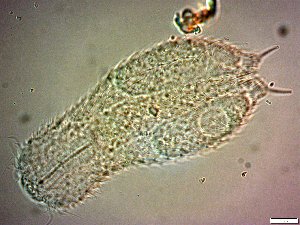  ( - AMU217.7)  @11 [ ] Copyright (2014) Malgorzata Kolicka Department of Animal Taxonomy and Ecology; Adam Mickiewicz University, Poznan