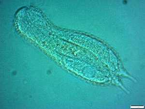  ( - AMU217.7)  @11 [ ] Copyright (2014) Malgorzata Kolicka Department of Animal Taxonomy and Ecology; Adam Mickiewicz University, Poznan