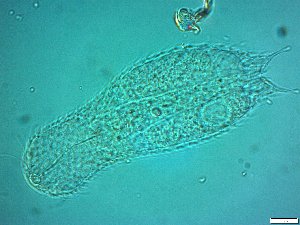  ( - AMU217.7)  @11 [ ] Copyright (2014) Malgorzata Kolicka Department of Animal Taxonomy and Ecology; Adam Mickiewicz University, Poznan