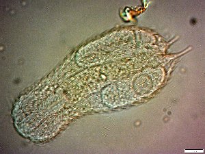  ( - AMU217.7)  @11 [ ] Copyright (2014) Malgorzata Kolicka Department of Animal Taxonomy and Ecology; Adam Mickiewicz University, Poznan