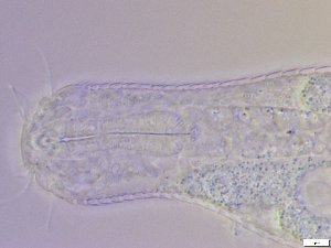  (Aspidiophorus - GA_10.10)  @11 [ ] Copyright (2016) Malgorzata Kolicka Department of Animal Taxonomy and Ecology; Adam Mickiewicz University, Poznan